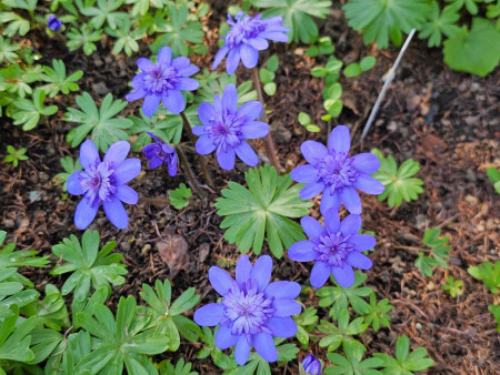 Hepatica transsilvanica ´Elison Spence´